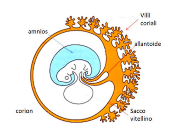 Annessi embrionali